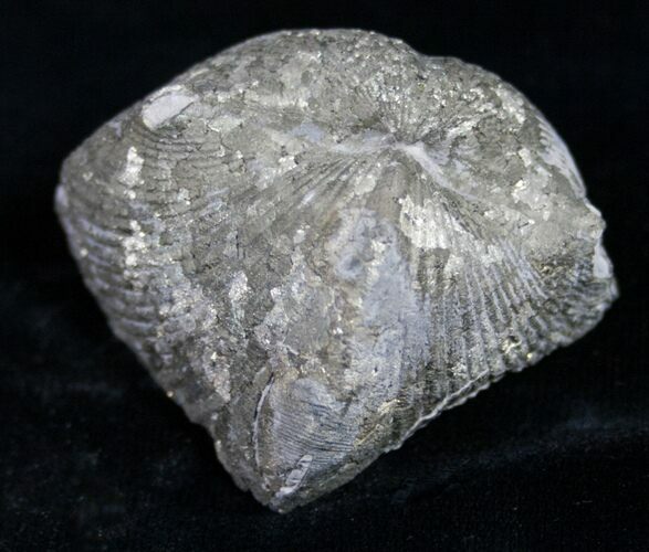 Large Pyrite Replaced Brachiopod - Silica Shale #8804